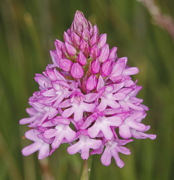 Flowery Grassland by Numbers